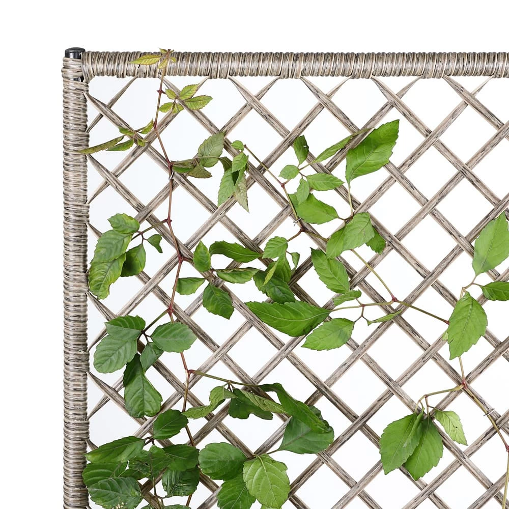 Polyrattan Blumenkasten Mit Rankgitter Creme 4 Polyrattan Blumenkasten Mit Rankgitter Creme – Bild 4