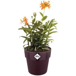 Elho Blumentopf Maulbeere 30x27cm 13,3L -Garten & Außenbereich 27d7b15e45d8cb9b3aa98fdd2a8dd70f a de 193651g 1