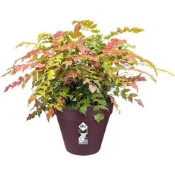 Elho Blumentopf Maulbeere Matt 25x22cm 5,5L 6 Elho Blumentopf Maulbeere Matt 25x22cm 5,5L -Garten & Außenbereich 5f0d3ac8be5f3fcdc6213c2862a54e8a de 193663d 2 1